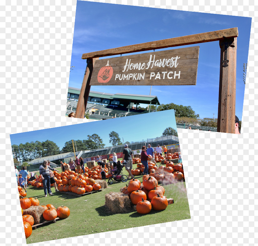 Harvest Festival CRG Companies, Inc. Pumpkin PNG