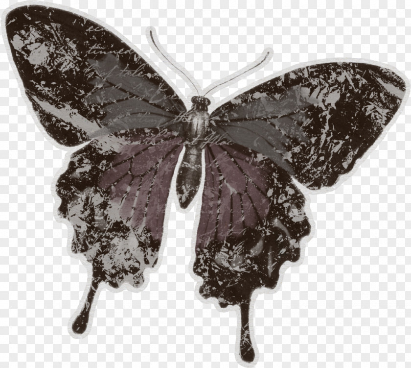 Butterfly Insect Moth PNG