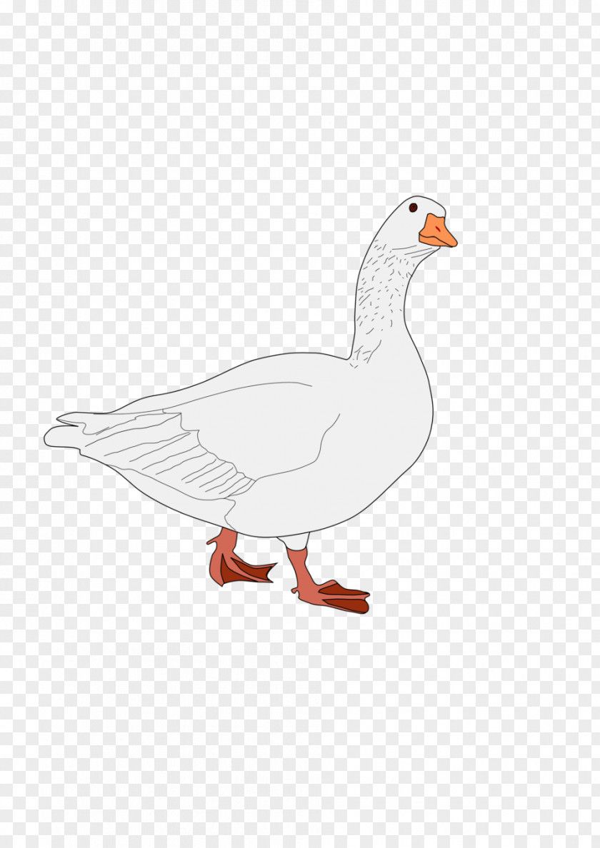 Goose Bird Domestic Duck Cygnini PNG