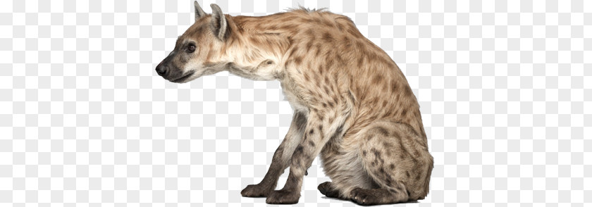 Hyena PNG clipart PNG