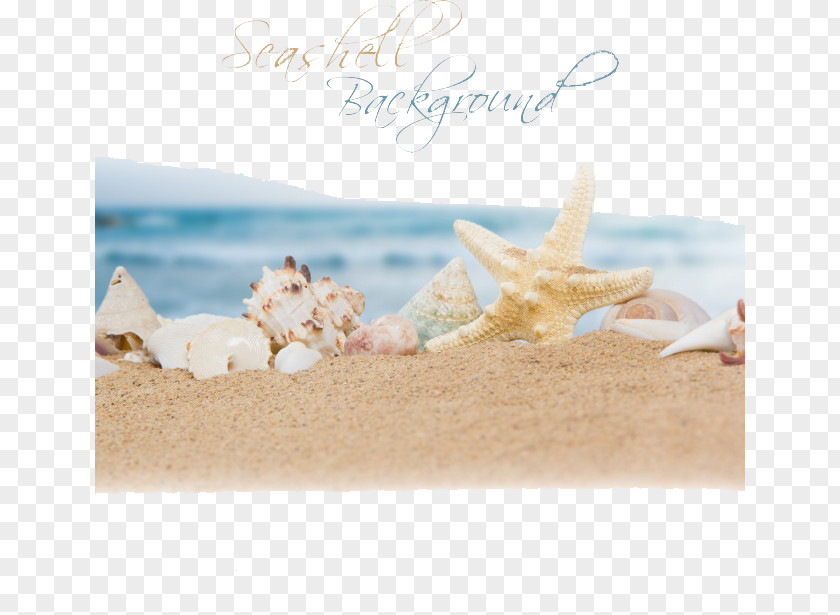 Ocean Beach Sand Seashell PNG