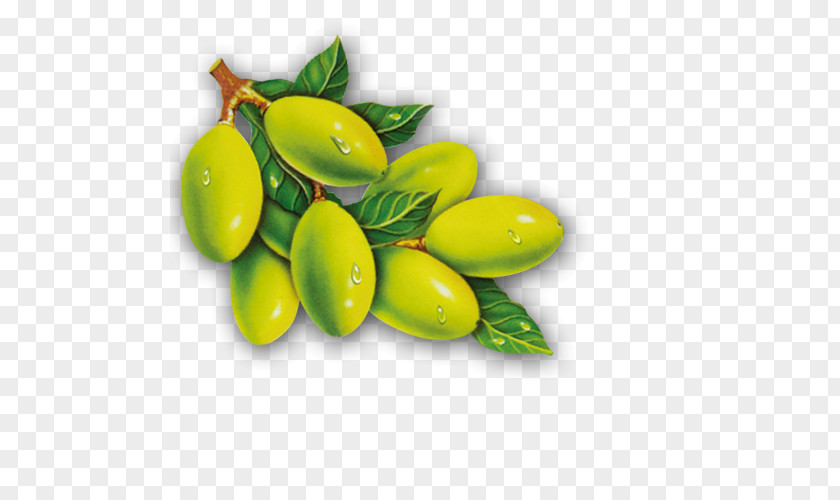 Olives Olive Leaf Oil Green PNG