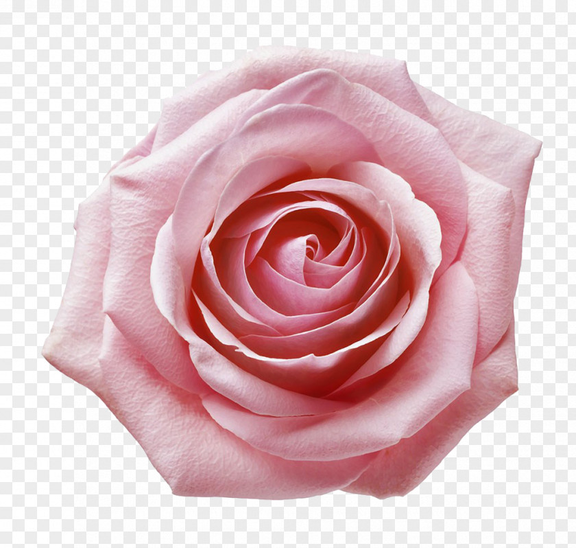 Pink Rose Closeup Garden Roses Still Life: Centifolia Beach Floribunda PNG