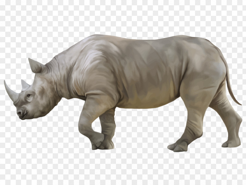 Sumatran Rhinoceros Snout PNG
