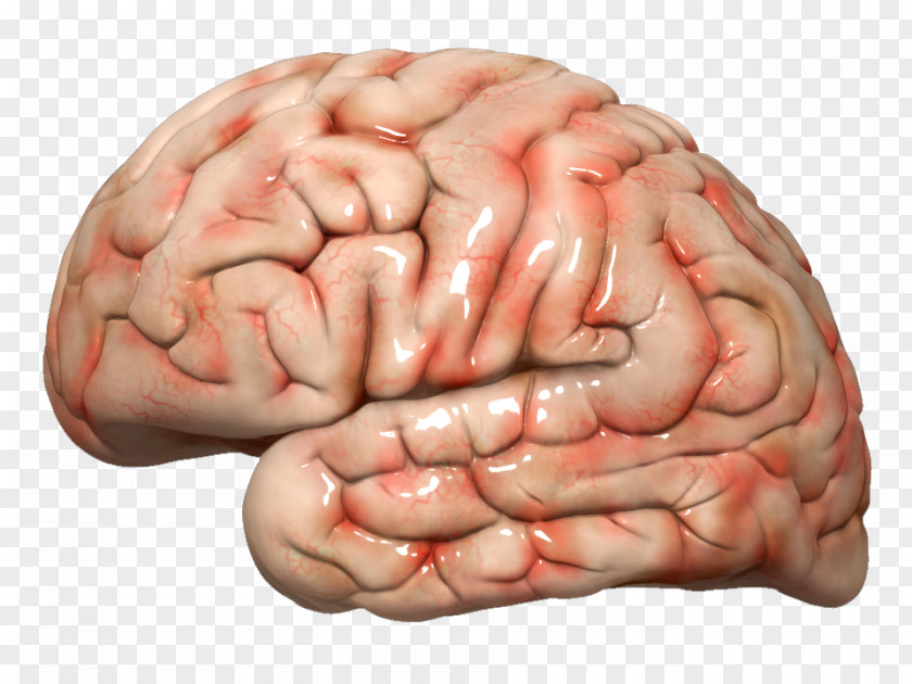 Brain Medicine Neurology Muscle PNG