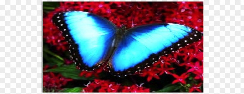 Butterfly Brush-footed Butterflies Marsh Fritillary Blue Morpho PNG