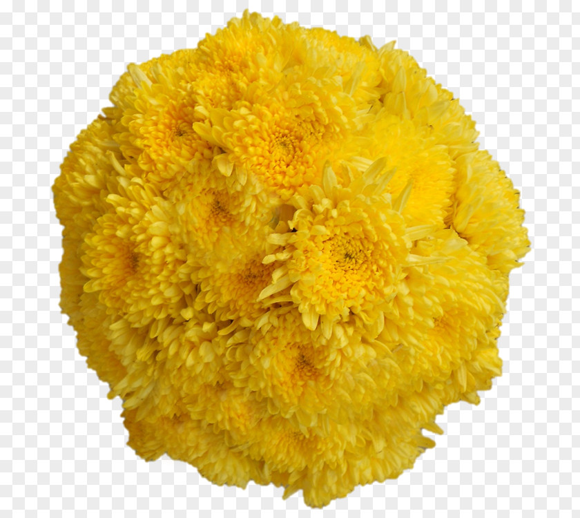 Chrysanthemum Cut Flowers Transvaal Daisy PNG