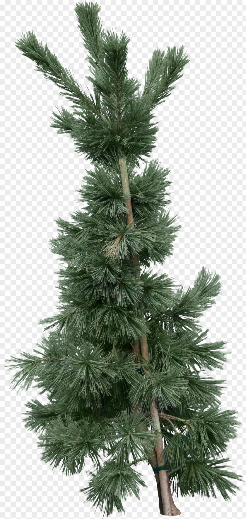 Fir-tree Image Fir Tree PNG