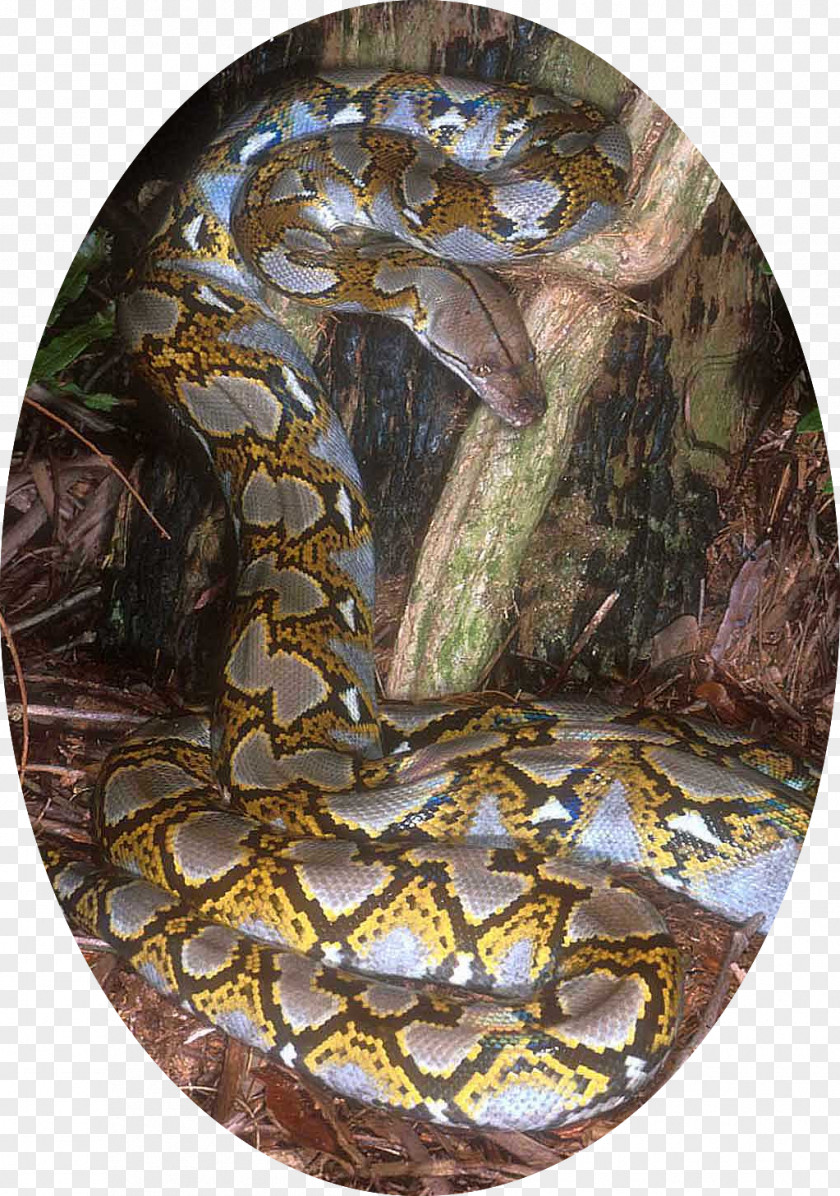 Snake Boa Constrictor Reptile Reticulated Python Burmese PNG