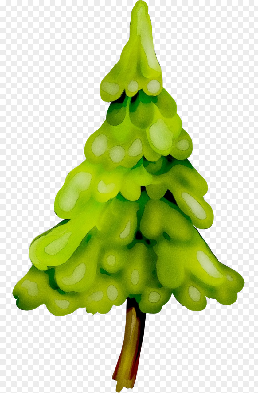 Conifer Pine Family Christmas Tree Watercolor PNG