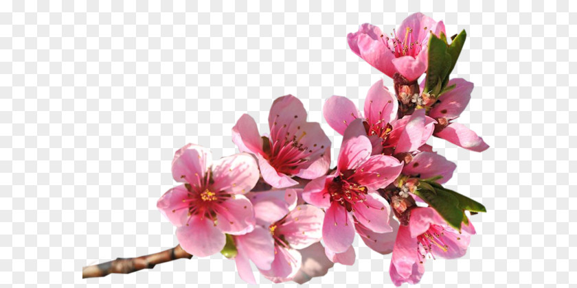 Flowers Birds Blingee PNG