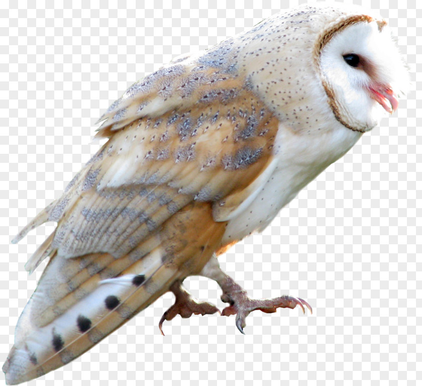 Horned Owls And Eagleowls True Owl Cartoon PNG