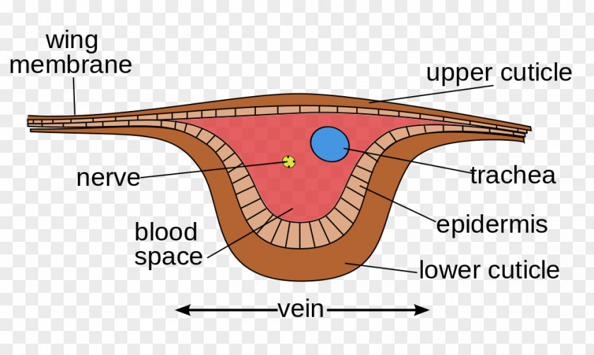 Membrane Winged Insect Wing Vein Dragonfly PNG