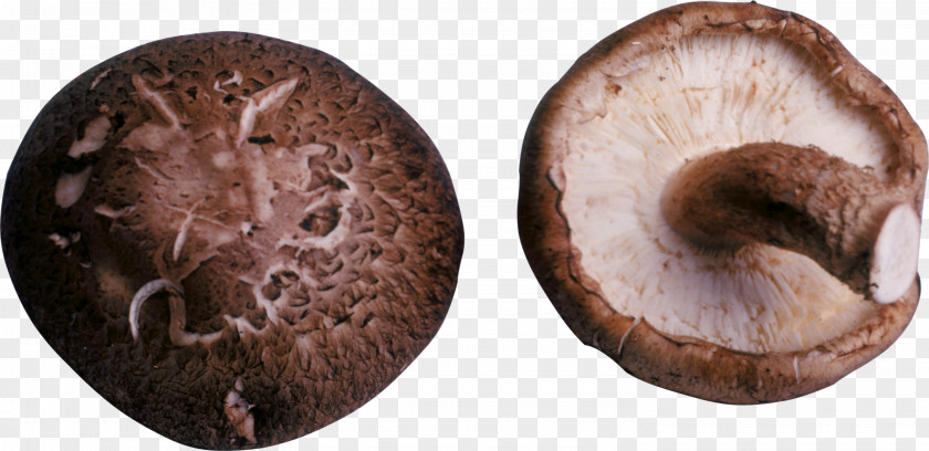 Mushroom Shiitake Common Fungus PNG