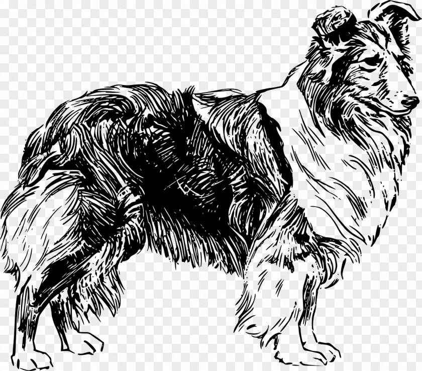 Pet Shetland Sheepdog Old English Catalan Clip Art PNG