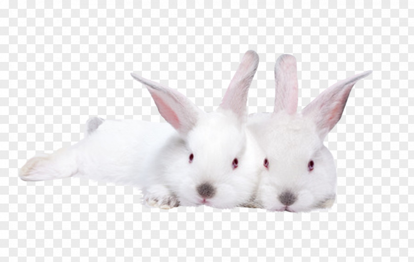 Rabbit Lionhead Domestic Hare Stock Photography PNG