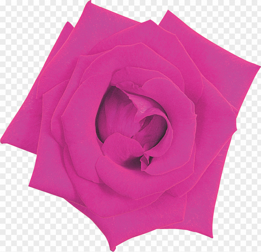 Rose Garden Roses Pink M PNG