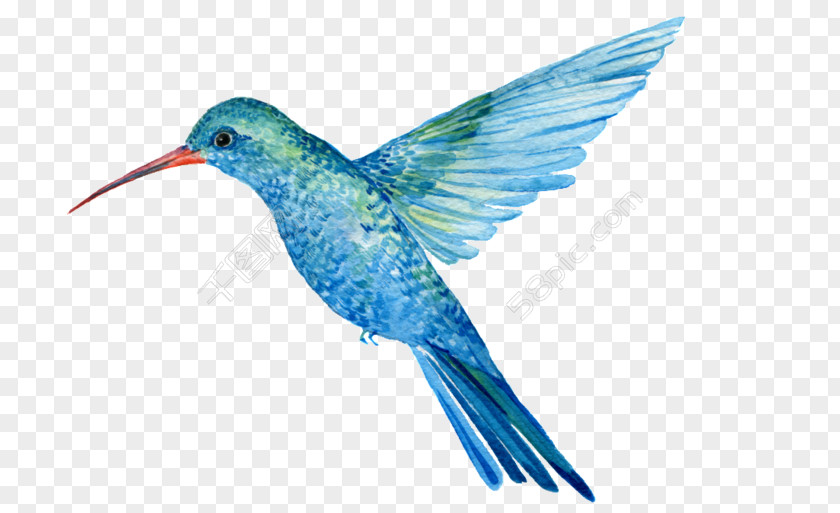 Aerial Ornament Hummingbird Illustration Image Watercolor Painting PNG