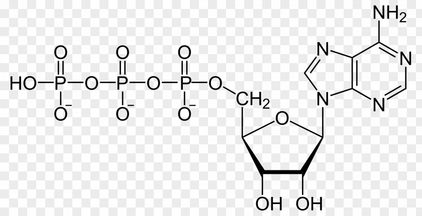 Energy Adenosine Triphosphate Diphosphate Nucleotide Monophosphate Adenine PNG