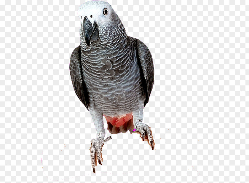 Grey Parrot Bird Parakeet PNG