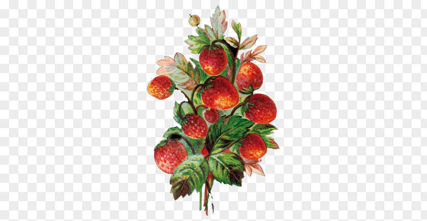 Hand-painted Strawberry Fruit Vegetable Blueberry PNG