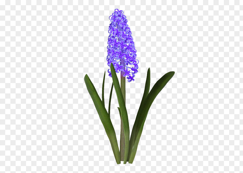 Hyacinth Cut Flowers Microsoft Paint PNG