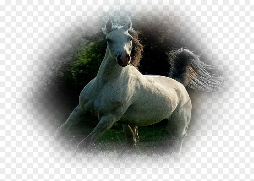 Mustang Stallion Pony Eohippus Wide XGA PNG