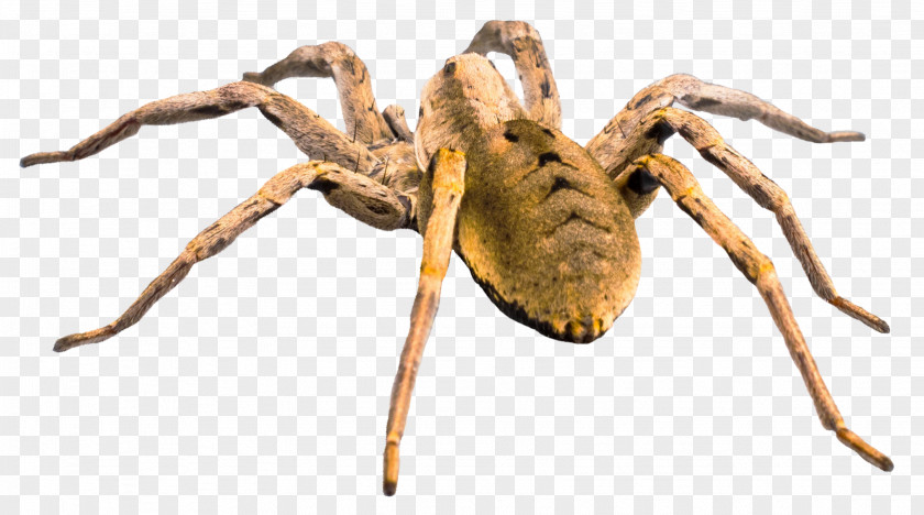 Spider Wolf PNG