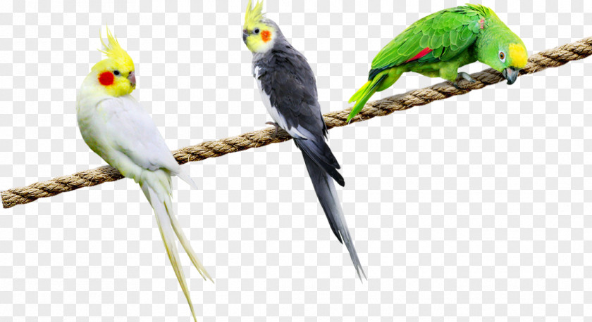 Three Parrots Pull Material Free Budgerigar Parrot Cockatiel Lovebird PNG
