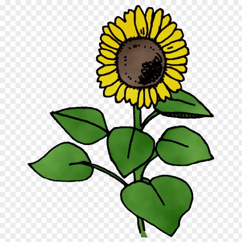 Common Sunflower Plant Stem Seed Dandelion Leaf PNG
