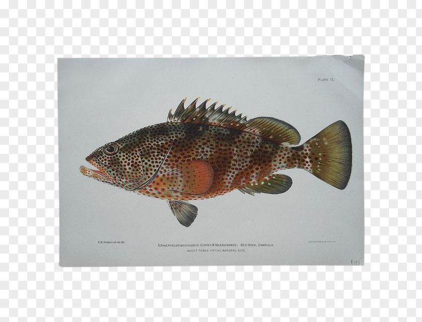 Fauna Perch Fish PNG