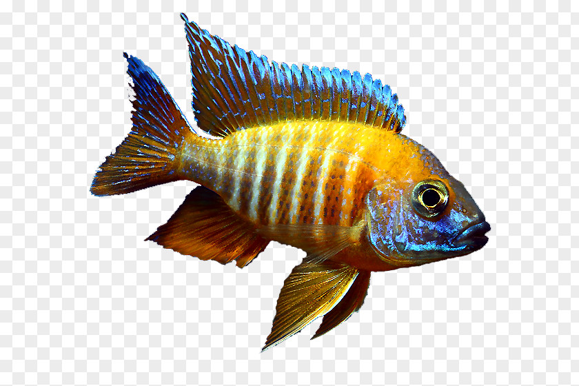 Freshwater Tropical Fish Images Tilapia Jewel Cichlid Aquariums Fairy PNG