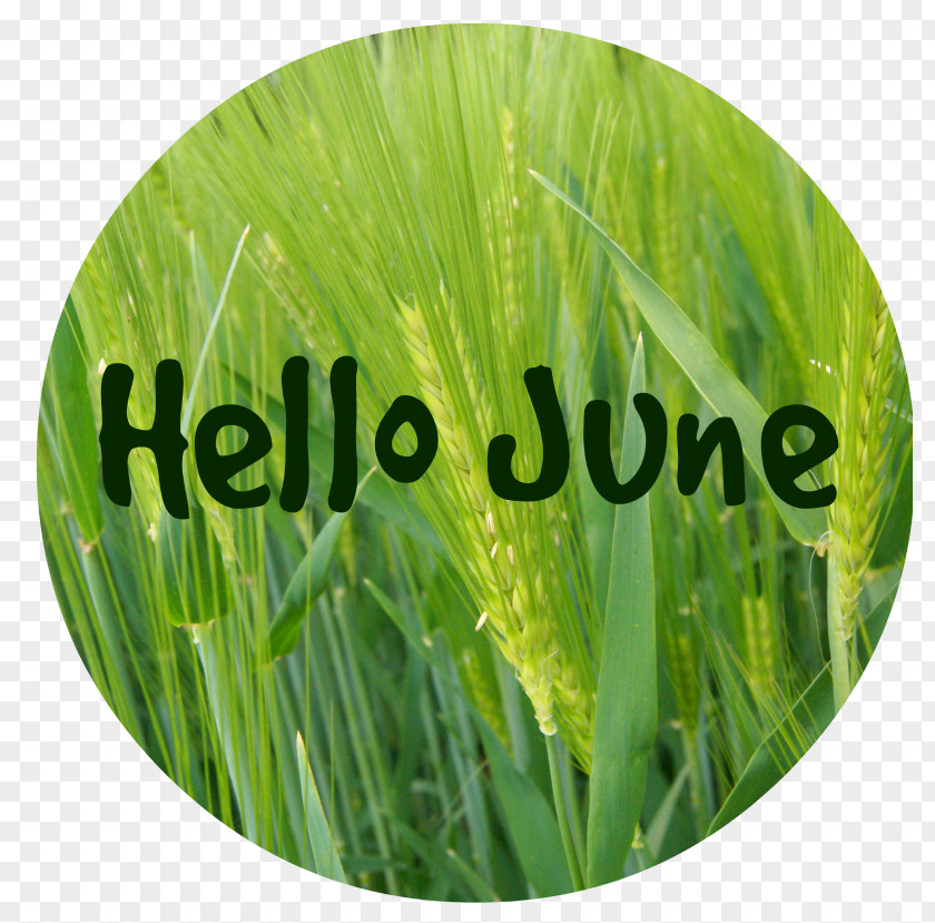 Hello June Blog Wheatgrass Photography Game Commodity PNG