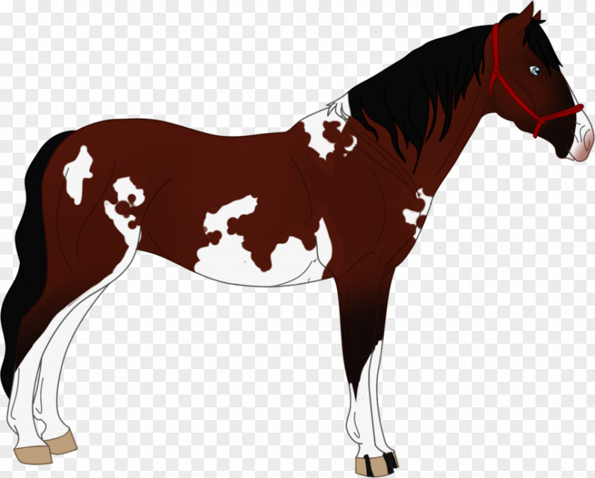 Mustang Foal Stallion Mare Rein PNG