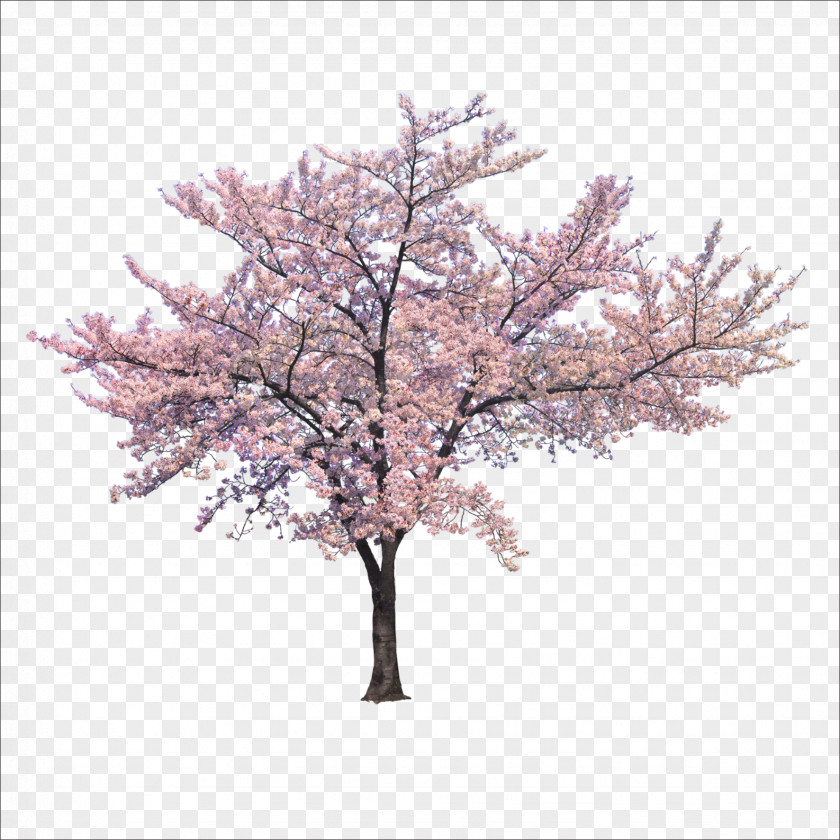 Trees Tree Cherry Blossom Branch PNG