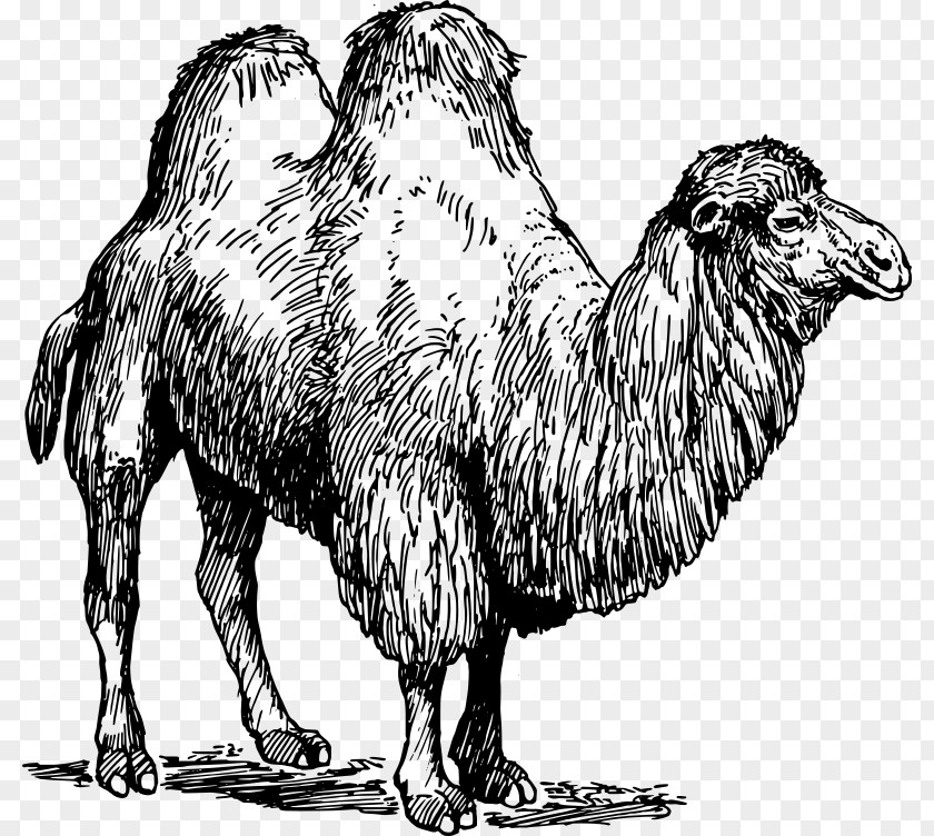 Camels Bactrian Camel Dromedary Australian Feral Clip Art PNG