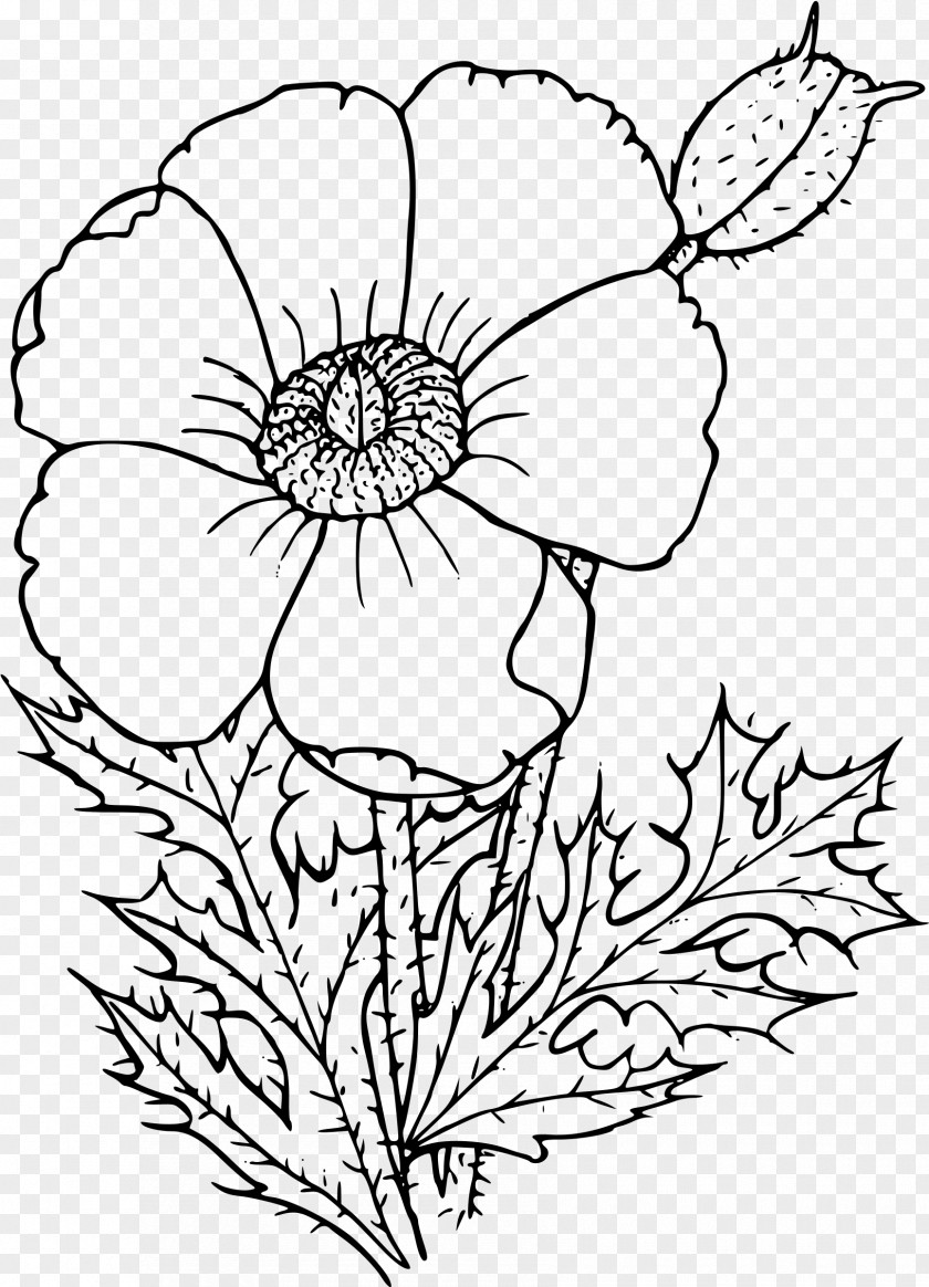 Flower California Poppy Coloring Book Drawing PNG