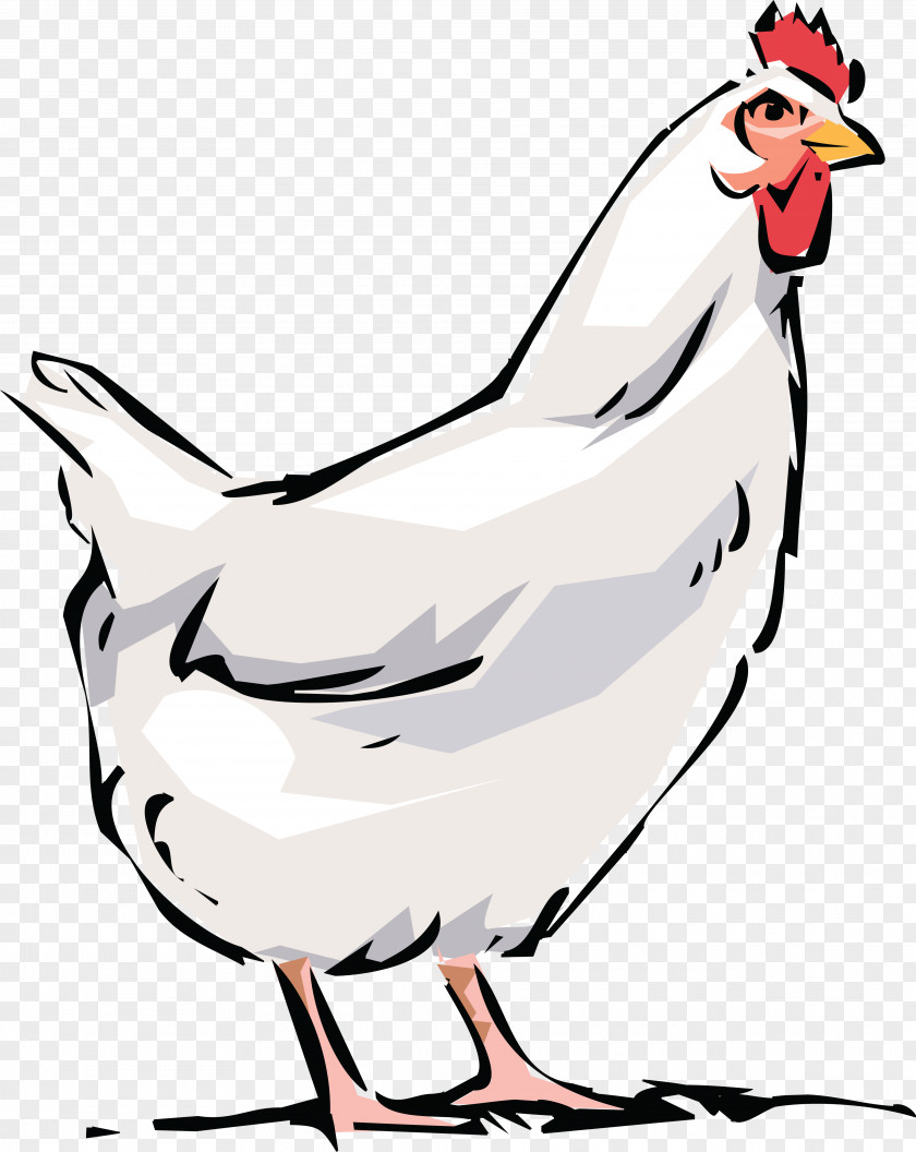 Hen Dominique Chicken Broiler Bird Rooster Clip Art PNG