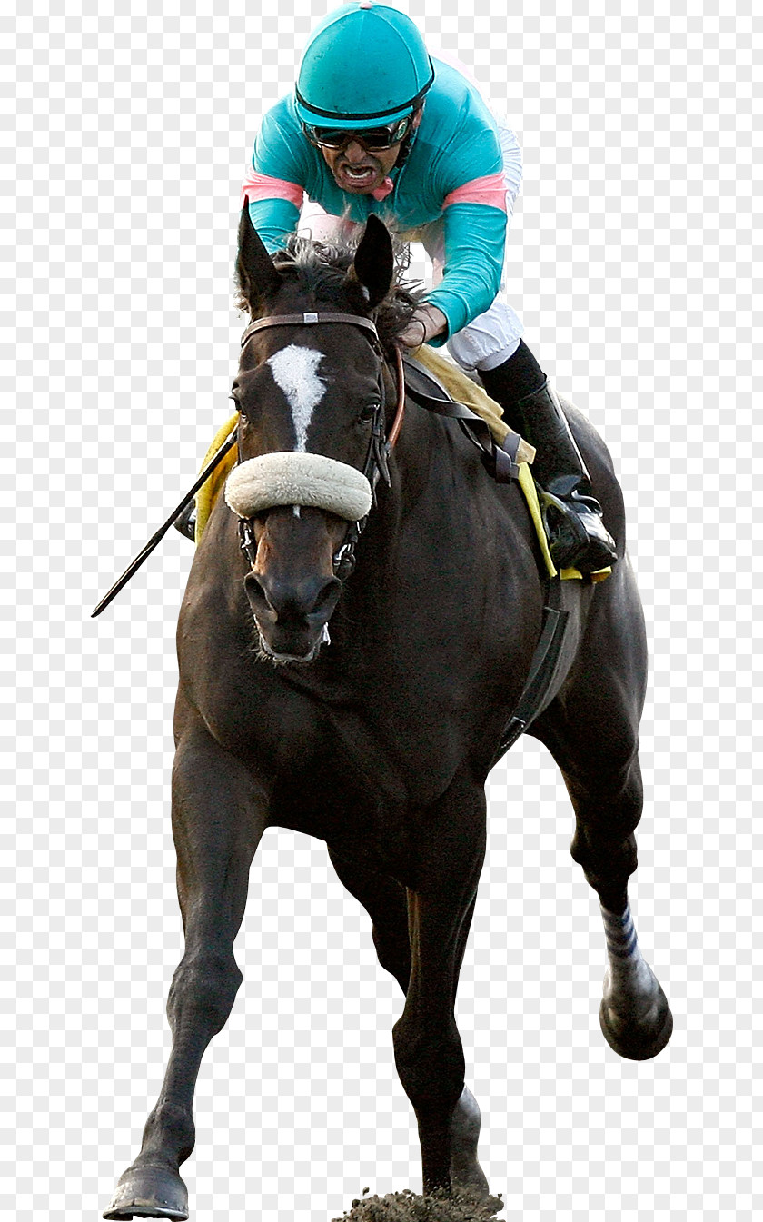 Horse Racing Thoroughbred Jockey PNG
