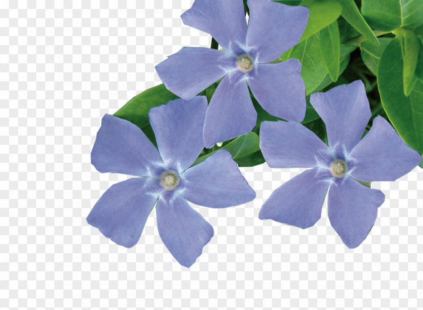 Plant Petal Jeepers Creepers Groundcover Vine PNG