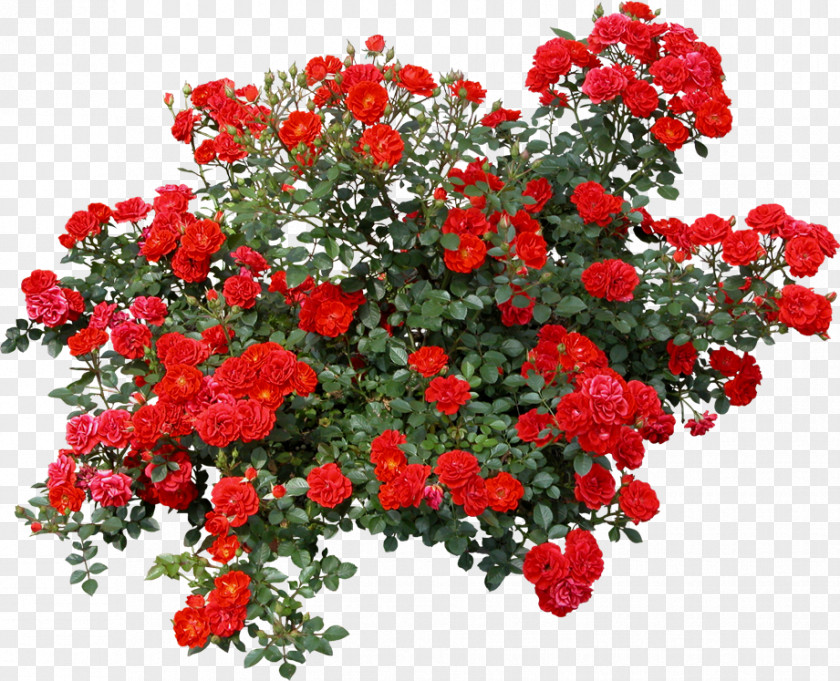 Rose Shrub Tree Clip Art PNG