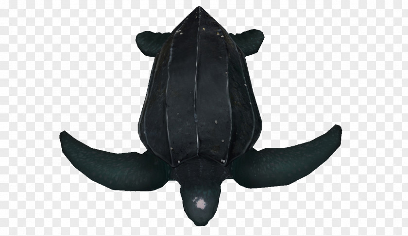 Turtle Illustration Marine Mammal PNG