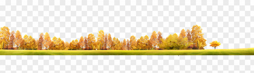 Autumn Colorful Background Yellow Computer Wallpaper PNG