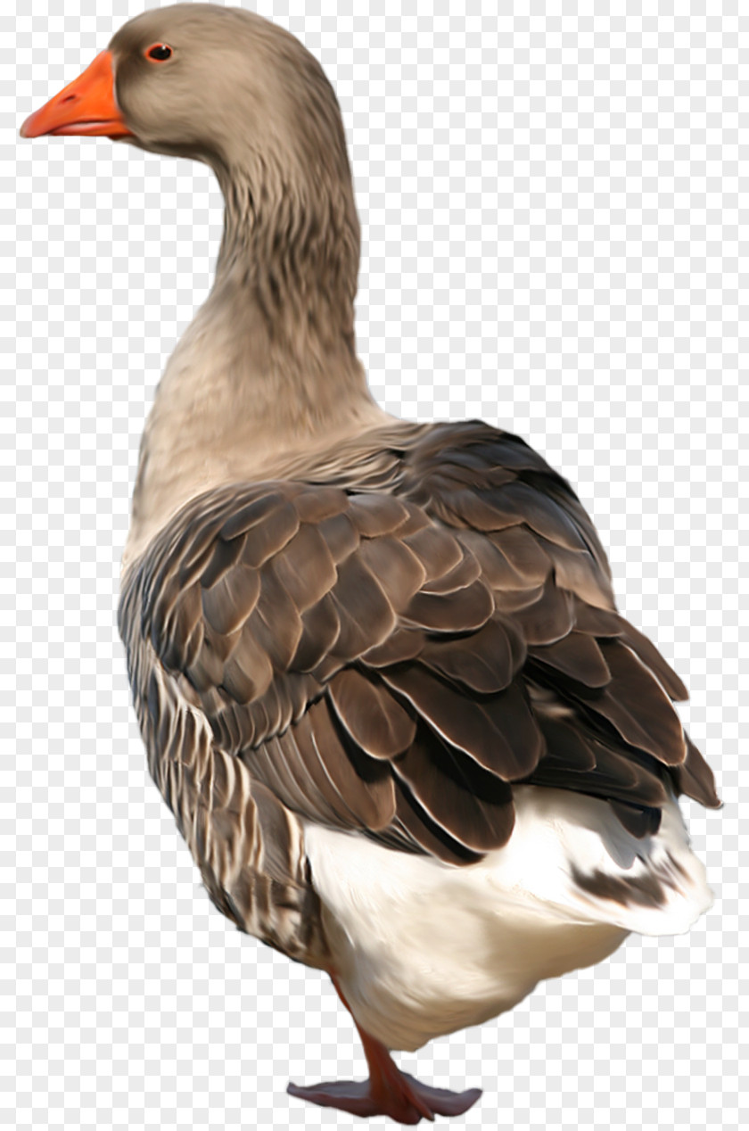Duck Goose Bird Grey Geese PNG