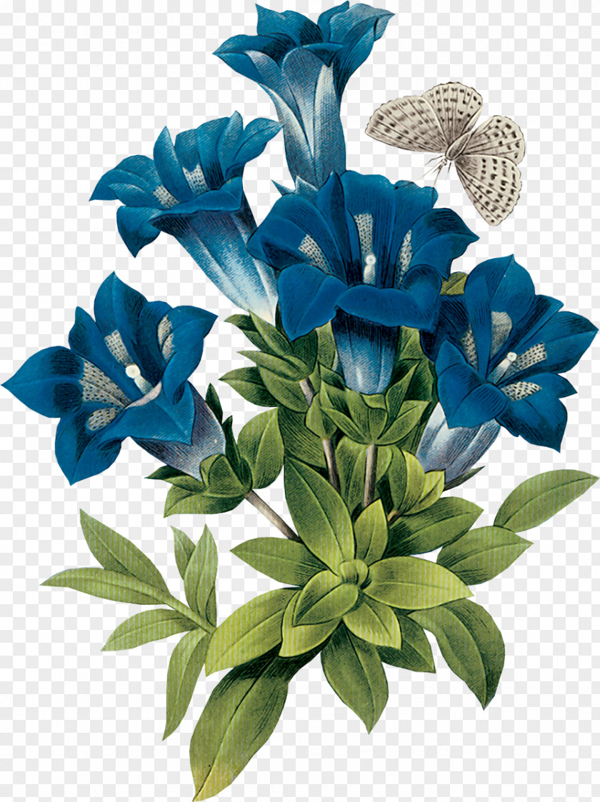 Flower Gentian Botanical Illustration Blue PNG