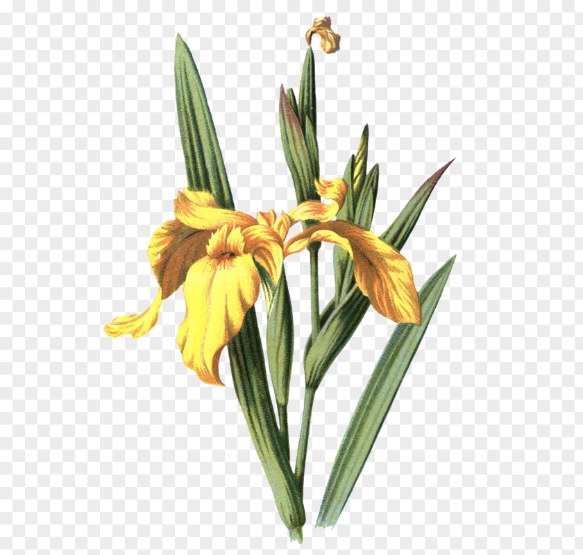 Flower Iris Pseudacorus Drawing Variegata PNG