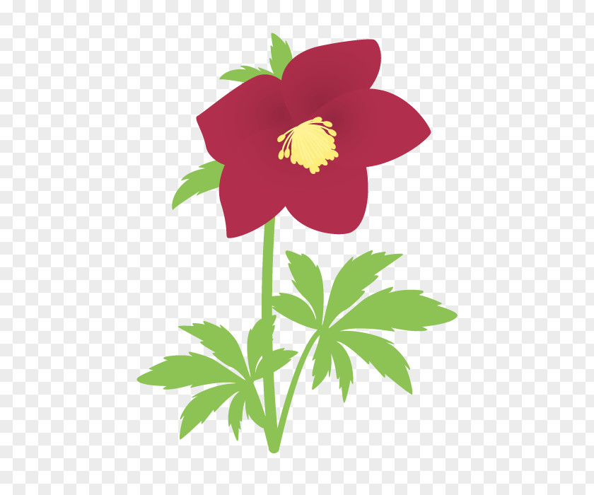 Helleborus Niger Mallows Anthesis Clip Art Christmas Day PNG