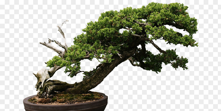 New England Bonsai Gardens Chinese Sweet Plum Tree Sageretia PNG