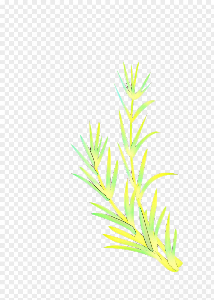 Red Juniper Vascular Plant Green Grass Background PNG