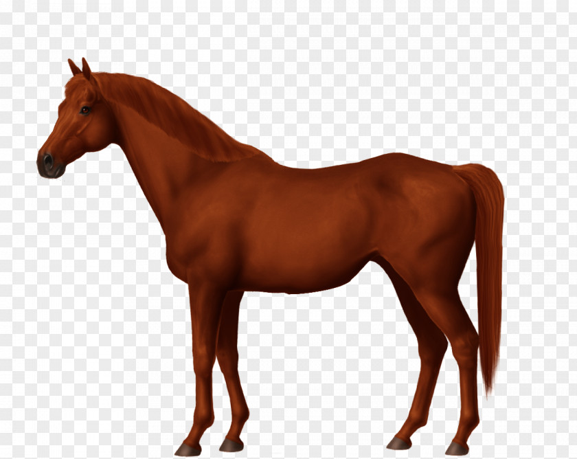 Sorrel Pelajes Criollos Arabian Horse Pony Image PNG